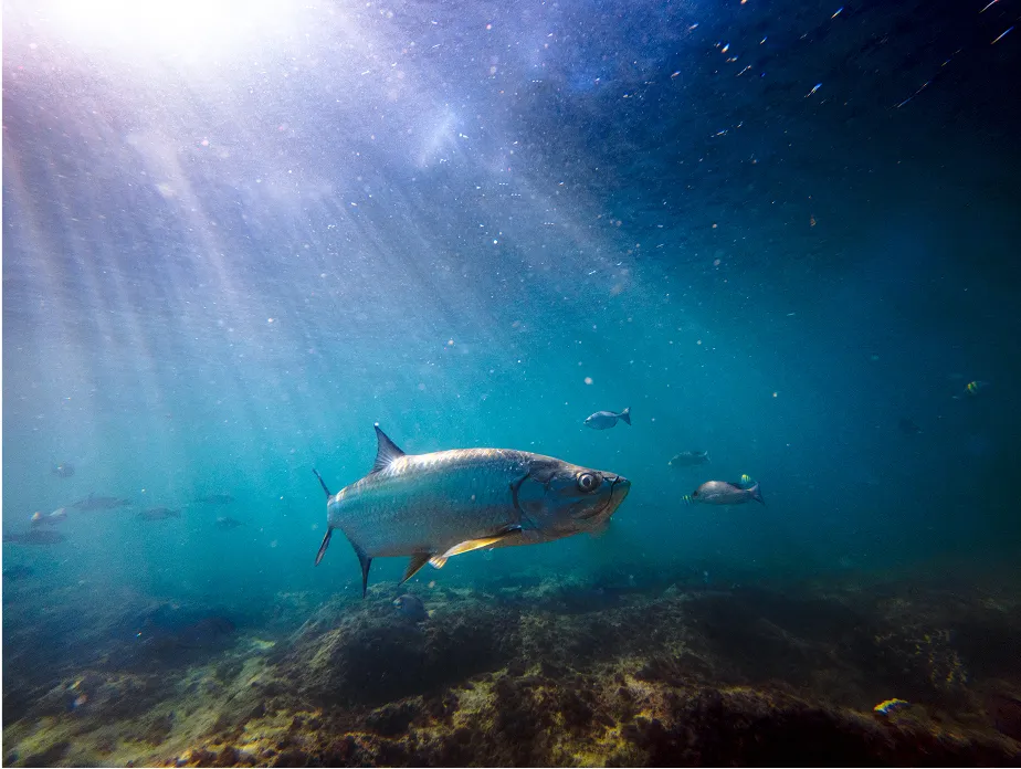 fishing season image