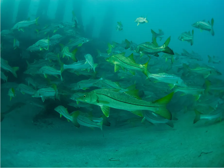 fishing season image