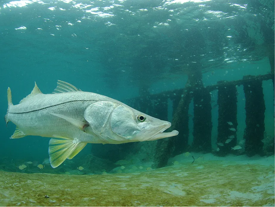 fishing season image